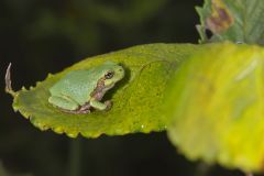 Gray Tree Frog, Hyla versicolor