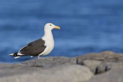 Great Black-backed Gull, Larus marinus