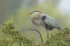 Great Blue Heron, Ardea herodias