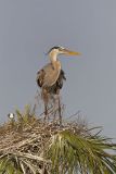 Great Blue Heron, Ardea herodias