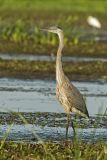 Great Blue Heron, Ardea herodias