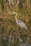Great Blue Heron, Ardea herodias