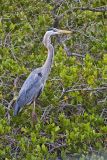 Great Blue Heron, Ardea herodias