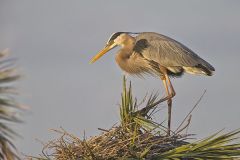 Great Blue Heron, Ardea herodias