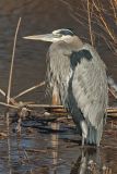 Great Blue Heron, Ardea herodias