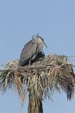 Great Blue Heron, Ardea herodias