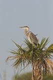 Great Blue Heron, Ardea herodias