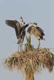 Great Blue Heron, Ardea herodias