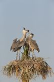 Great Blue Heron, Ardea herodias