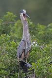 Great Blue Heron, Ardea herodias