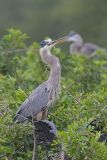 Great Blue Heron, Ardea herodias