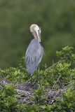 Great Blue Heron, Ardea herodias