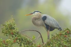Great Blue Heron, Ardea herodias