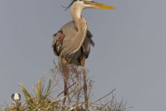 Great Blue Heron, Ardea herodias