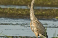 Great Blue Heron, Ardea herodias