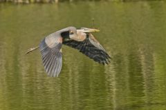 Great Blue Heron, Ardea herodias