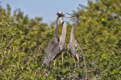 Great Blue Heron, Ardea herodias