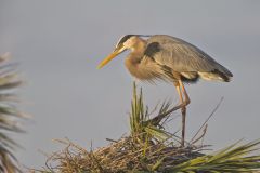 Great Blue Heron, Ardea herodias