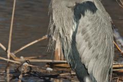 Great Blue Heron, Ardea herodias