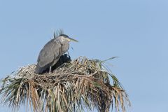 Great Blue Heron, Ardea herodias