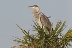 Great Blue Heron, Ardea herodias