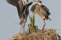 Great Blue Heron, Ardea herodias