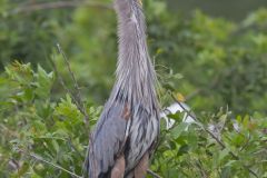Great Blue Heron, Ardea herodias
