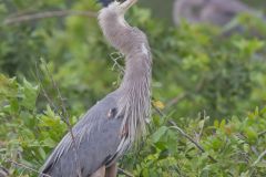 Great Blue Heron, Ardea herodias
