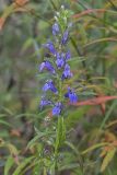 Great Blue Lobelia, Lobelia siphilitica