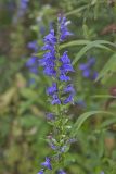 Great Blue Lobelia, Lobelia siphilitica