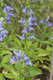Great Blue Lobelia, Lobelia siphilitica