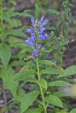 Great Blue Lobelia, Lobelia siphilitica