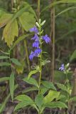 Great Blue Lobelia, Lobelia siphilitica