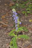 Great Blue Lobelia, Lobelia siphilitica