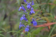 Great Blue Lobelia, Lobelia siphilitica