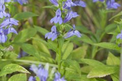 Great Blue Lobelia, Lobelia siphilitica