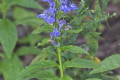 Great Blue Lobelia, Lobelia siphilitica