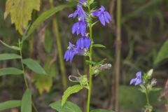 Great Blue Lobelia, Lobelia siphilitica