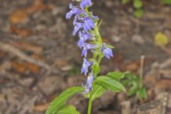Great Blue Lobelia, Lobelia siphilitica