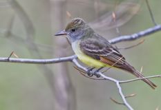 Great-crested Flycatcher, Myiarchus crinitus