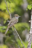 Great-crested Flycatcher, Myiarchus crinitus