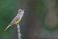 Great-crested Flycatcher, Myiarchus crinitus