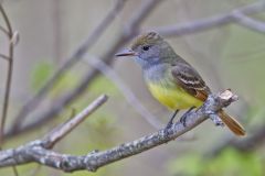 Great-crested Flycatcher, Myiarchus crinitus