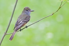 Great-crested Flycatcher, Myiarchus crinitus