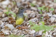 Great-crested Flycatcher, Myiarchus crinitus