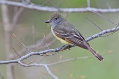 Great-crested Flycatcher, Myiarchus crinitus