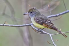 Great-crested Flycatcher, Myiarchus crinitus