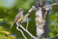 Great-crested Flycatcher, Myiarchus crinitus