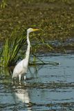 Great Egret, Ardea alba