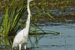 Great Egret